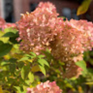 Meet your Posher, Melanie